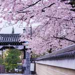 月村あやめのプロフィール画像